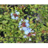 CERATOSTIGMA willmottianum