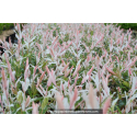 SALIX integra \'Hakuro Nishiki\'