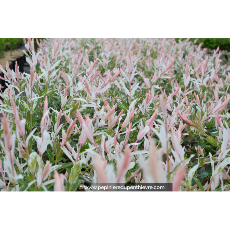 SALIX integra 'Hakuro Nishiki'