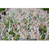 SALIX integra \'Hakuro Nishiki\'
