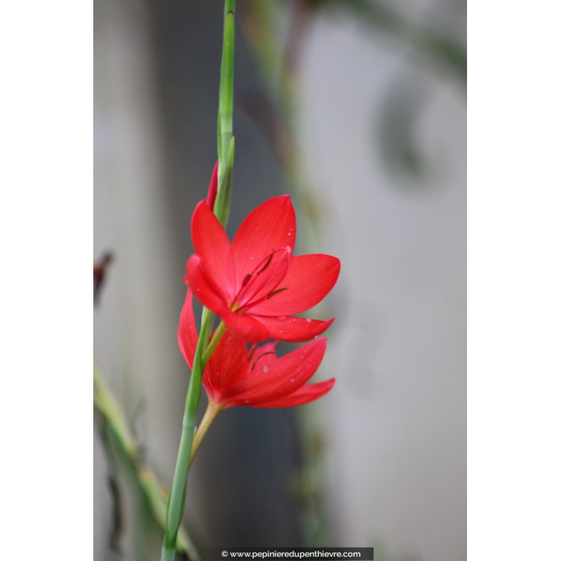 SCHIZOSTYLIS coccinea 'Major'