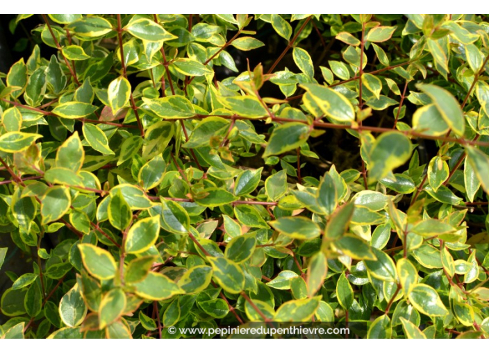 ABELIA x grandiflora 'Kaleïdoscope' ABELIA x grandiflora 'Kaleïdoscope'