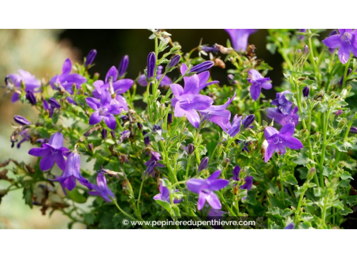 CAMPANULA portenschlagiana (muralis)