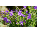 CAMPANULA portenschlagiana (muralis)
