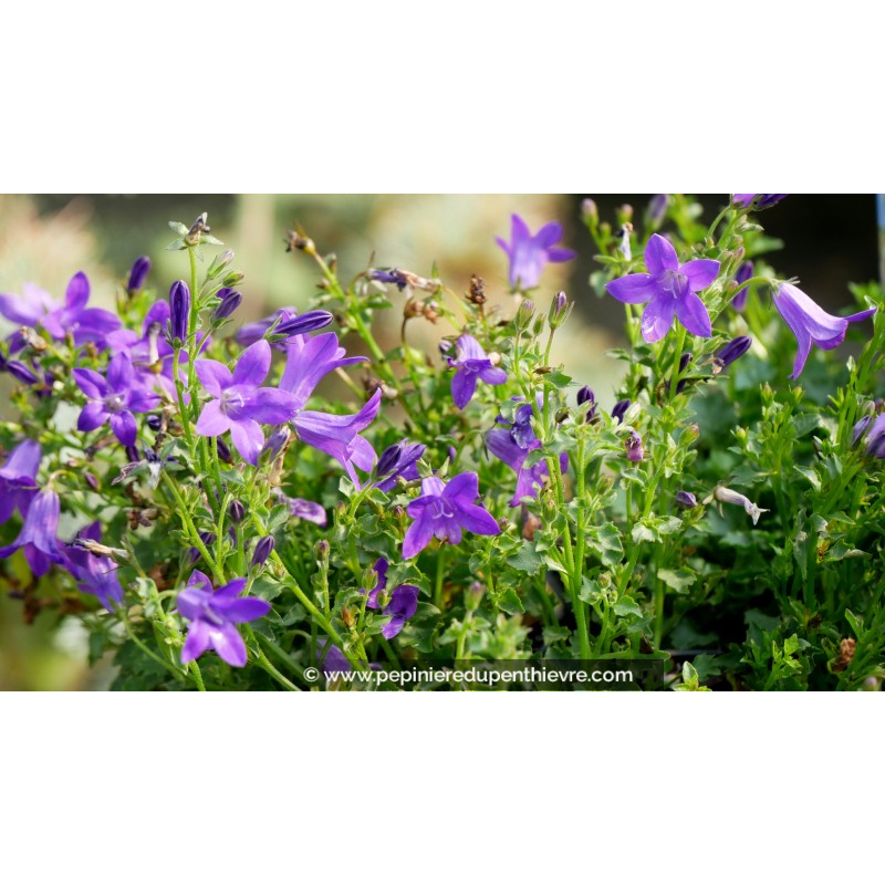 CAMPANULA portenschlagiana (muralis)