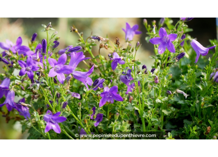 CAMPANULA portenschlagiana (muralis)