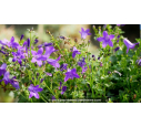 CAMPANULA portenschlagiana (muralis)