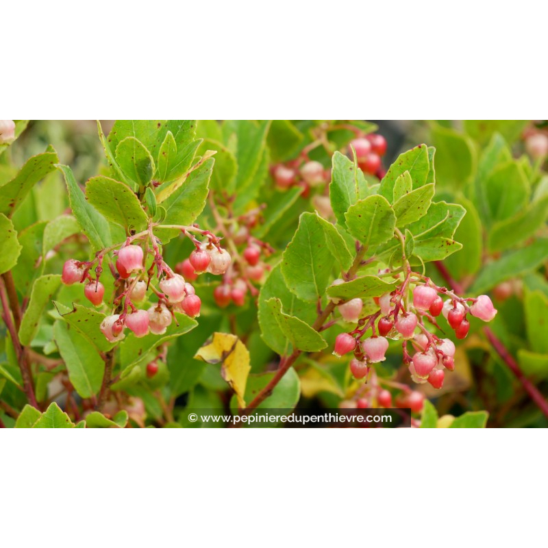 ARBUTUS unedo 'Rubra'