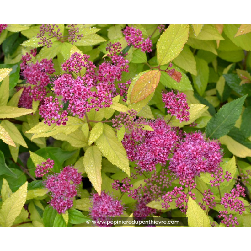 SPIRAEA x bumalda 'Gold Mound'
