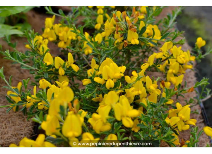 GENISTA pilosa 'Vancouver Gold' GENISTA pilosa 'Vancouver Gold'