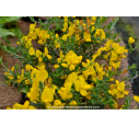 GENISTA pilosa 'Vancouver Gold' GENISTA pilosa 'Vancouver Gold'