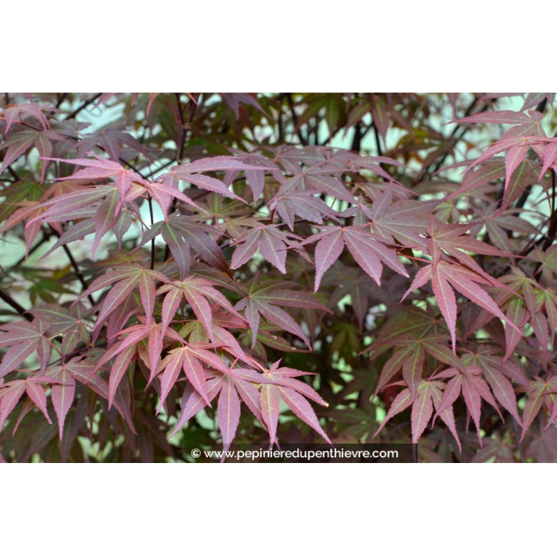 ACER palmatum 'Atropurpureum'