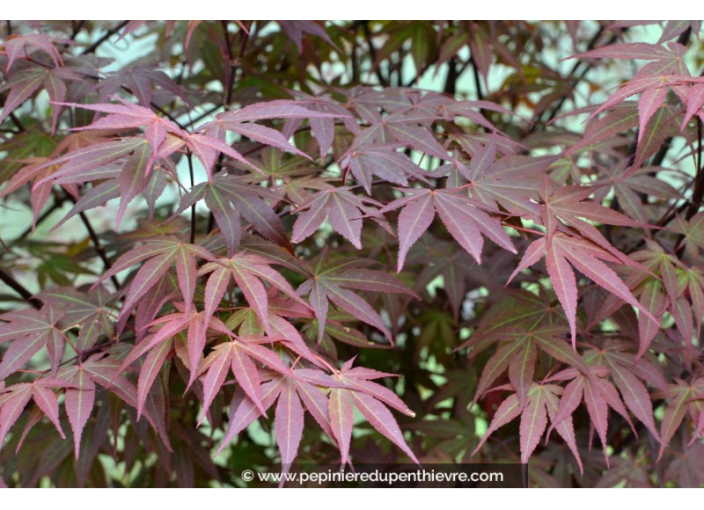 ACER palmatum 'Atropurpureum'