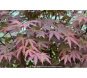 ACER palmatum 'Atropurpureum' ACER palmatum 'Atropurpureum'