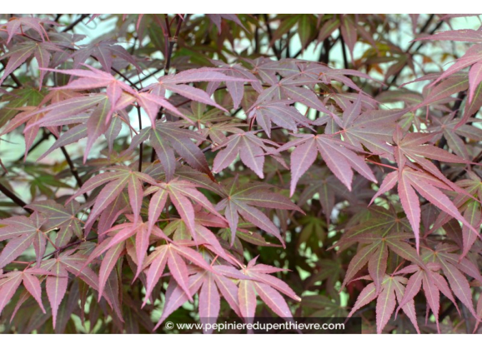 ACER palmatum 'Atropurpureum' ACER palmatum 'Atropurpureum'