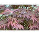 ACER palmatum 'Atropurpureum' ACER palmatum 'Atropurpureum'