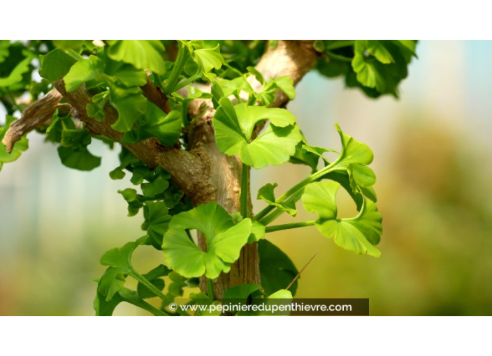 GINKGO biloba 'Mariken'