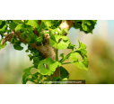 GINKGO biloba 'Mariken'