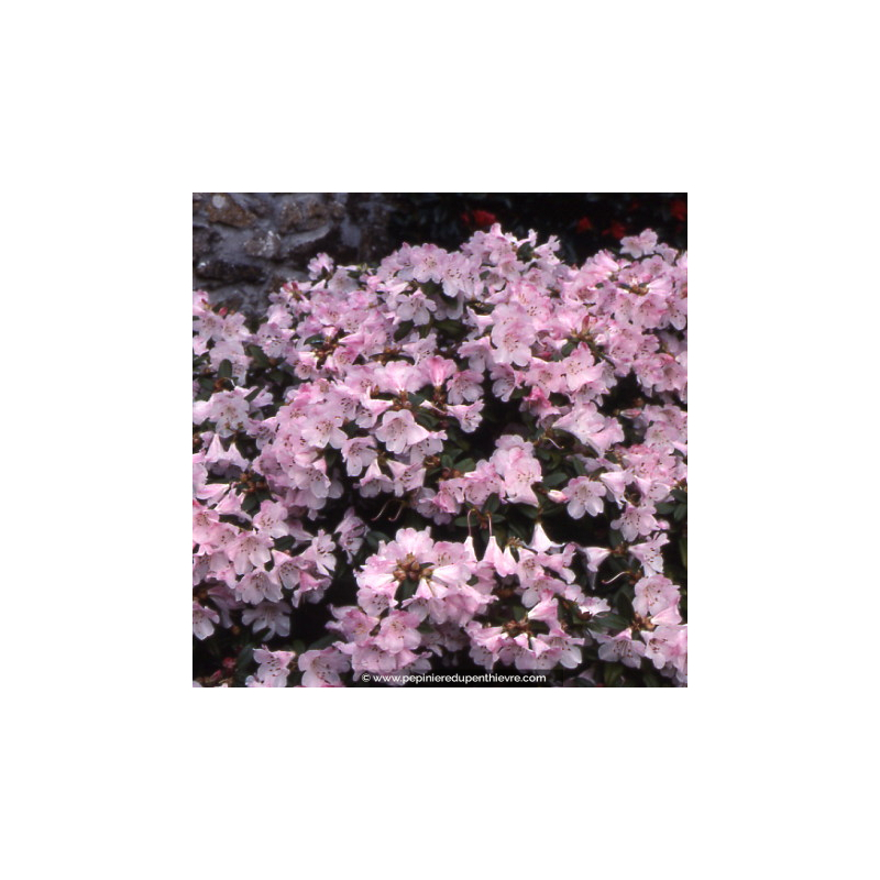 RHODODENDRON nain 'Cilpinense'