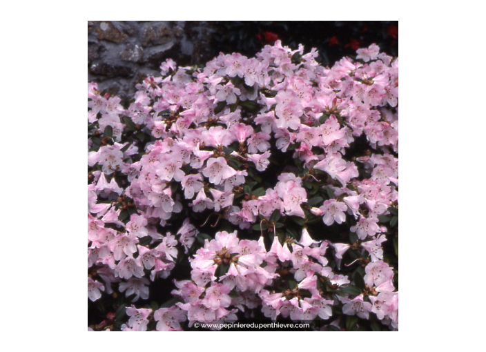 RHODODENDRON nain 'Cilpinense'