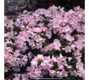 RHODODENDRON nain 'Cilpinense' RHODODENDRON nain 'Cilpinense'