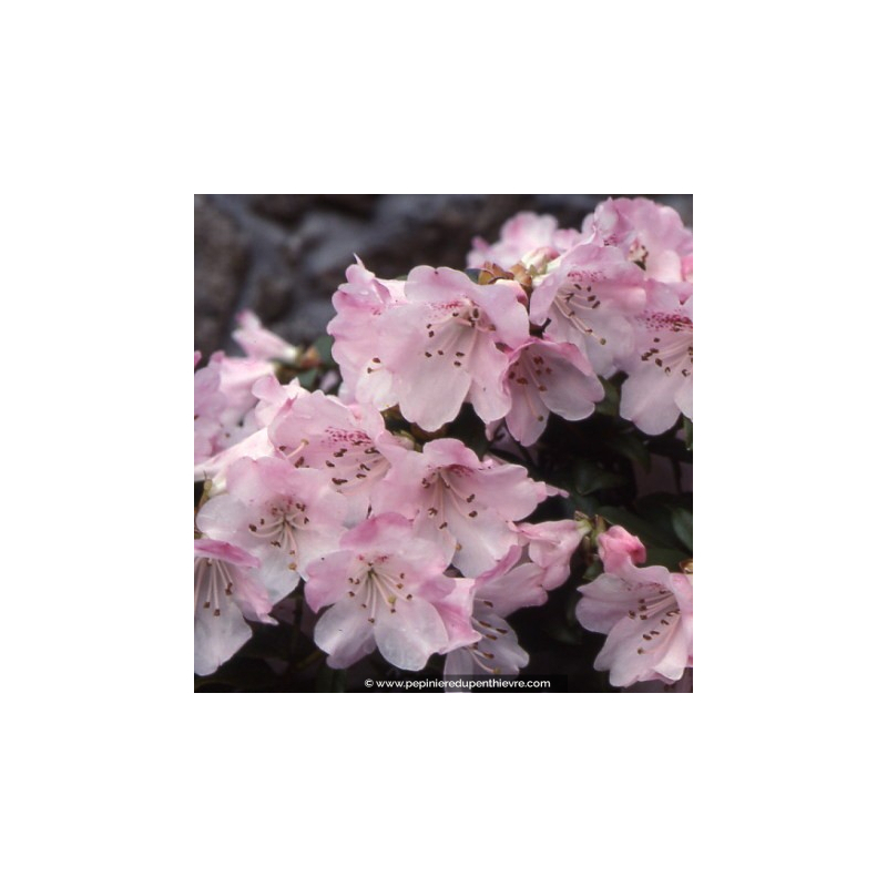 RHODODENDRON nain 'Cilpinense'