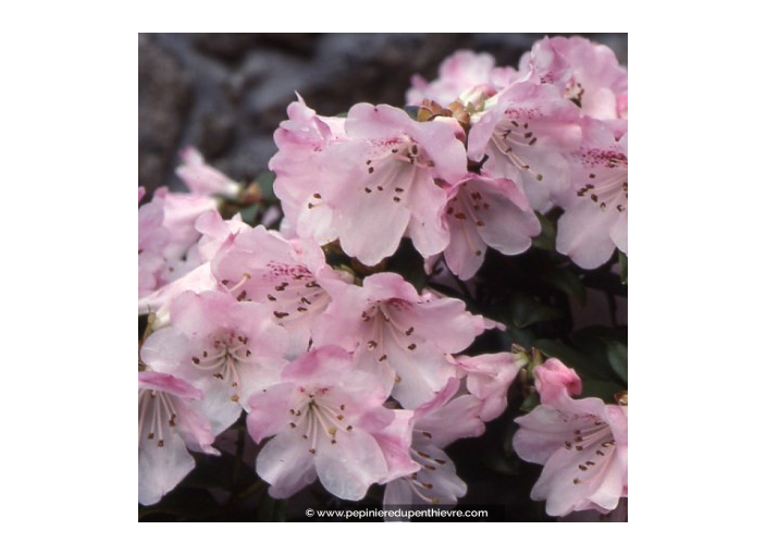 RHODODENDRON nain 'Cilpinense' RHODODENDRON nain 'Cilpinense'