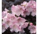 RHODODENDRON nain 'Cilpinense' RHODODENDRON nain 'Cilpinense'