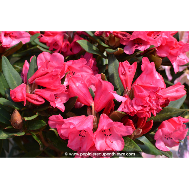 RHODODENDRON nain 'Winsome' (rose)'