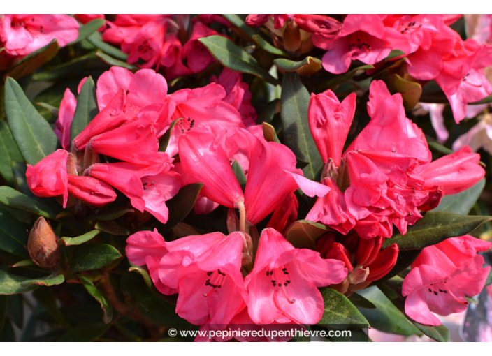RHODODENDRON nain 'Winsome' (rose)'