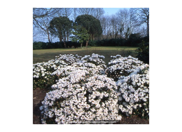 RHODODENDRON nain 'Dora Amateis' (blanc)' RHODODENDRON nain 'Dora Amateis' (blanc)'