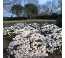 RHODODENDRON nain 'Dora Amateis' (blanc)' RHODODENDRON nain 'Dora Amateis' (blanc)'