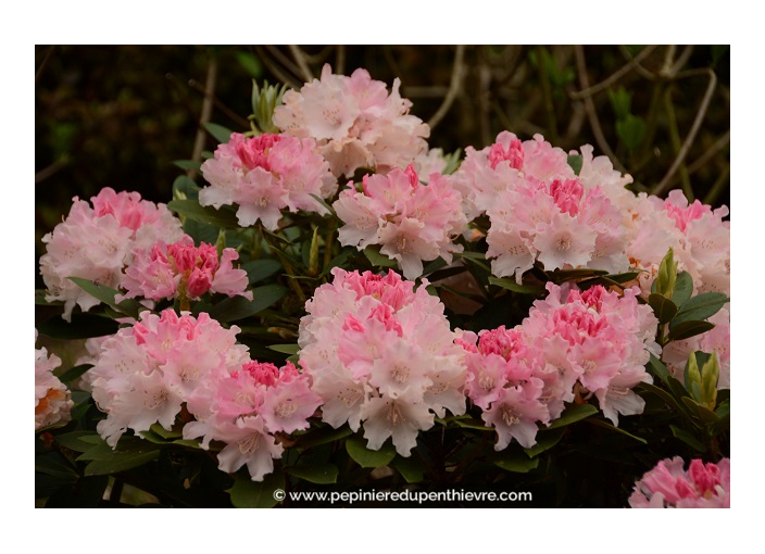RHODODENDRON nain 'Dreamland' (rose)' RHODODENDRON nain 'Dreamland' (rose)'