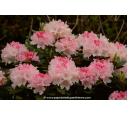 RHODODENDRON nain 'Dreamland' (rose)' RHODODENDRON nain 'Dreamland' (rose)'