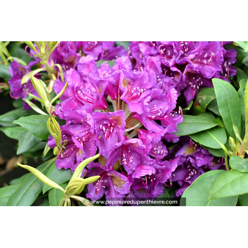 RHODODENDRON x 'Marcel Ménard' (violet)