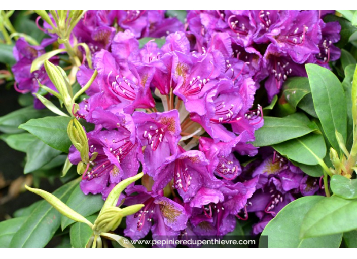 RHODODENDRON x 'Marcel Ménard' (violet)