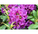 RHODODENDRON x 'Marcel Ménard' (violet) RHODODENDRON x 'Marcel Ménard' (violet)
