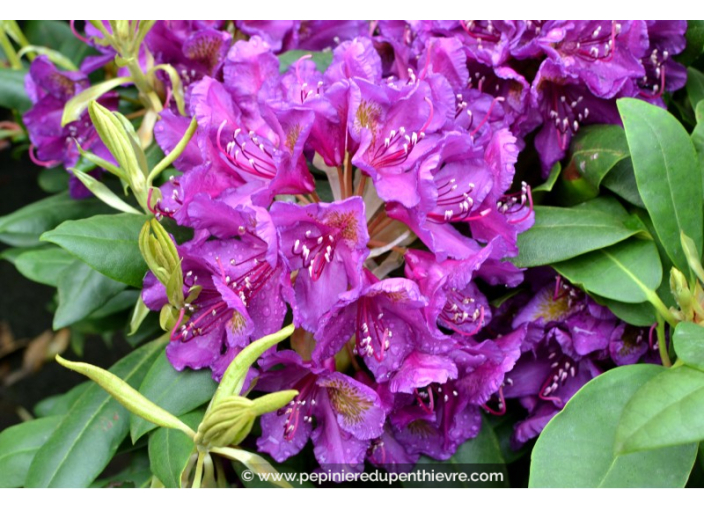 RHODODENDRON x 'Marcel Ménard' (violet) RHODODENDRON x 'Marcel Ménard' (violet)