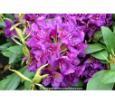 RHODODENDRON x 'Marcel Ménard' (violet) RHODODENDRON x 'Marcel Ménard' (violet)