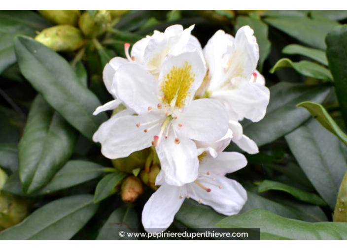 RHODODENDRON x 'Madame Masson' (blanc) RHODODENDRON x 'Madame Masson' (blanc)