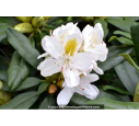 RHODODENDRON x 'Madame Masson' (blanc) RHODODENDRON x 'Madame Masson' (blanc)