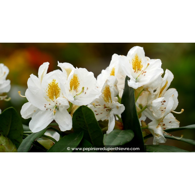 RHODODENDRON x 'Madame Masson' (blanc)