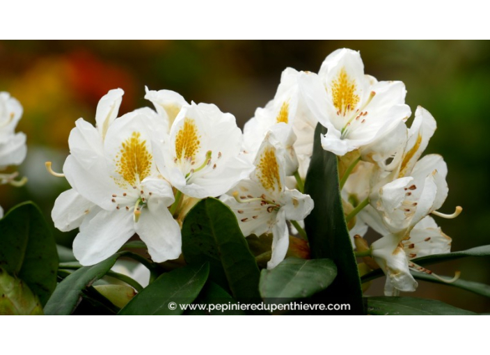 RHODODENDRON x 'Madame Masson' (blanc)
