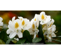 RHODODENDRON x 'Madame Masson' (blanc) RHODODENDRON x 'Madame Masson' (blanc)