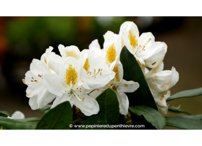 RHODODENDRON x 'Madame Masson' (blanc) RHODODENDRON x 'Madame Masson' (blanc)