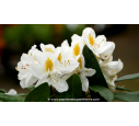 RHODODENDRON x 'Madame Masson' (blanc) RHODODENDRON x 'Madame Masson' (blanc)