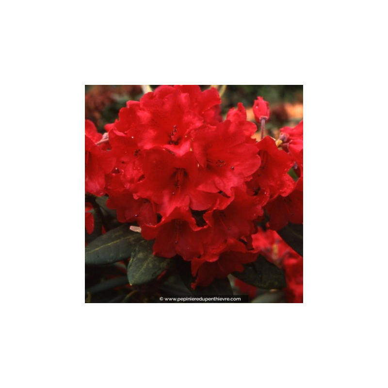 RHODODENDRON x 'Melville' (rouge)