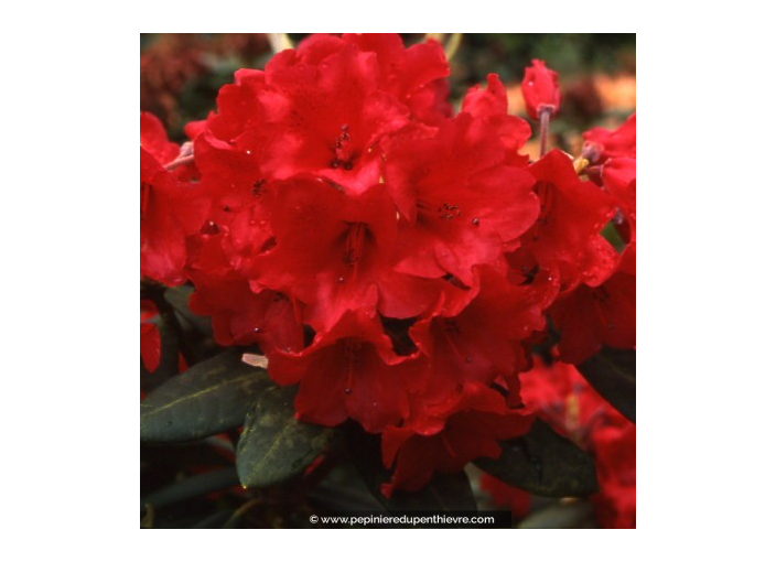 RHODODENDRON x 'Melville' (rouge)