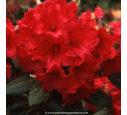 RHODODENDRON x 'Melville' (rouge)