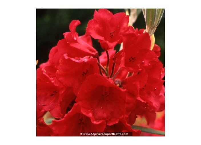 RHODODENDRON x 'Melville' (rouge)